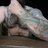 Shrunkennuts